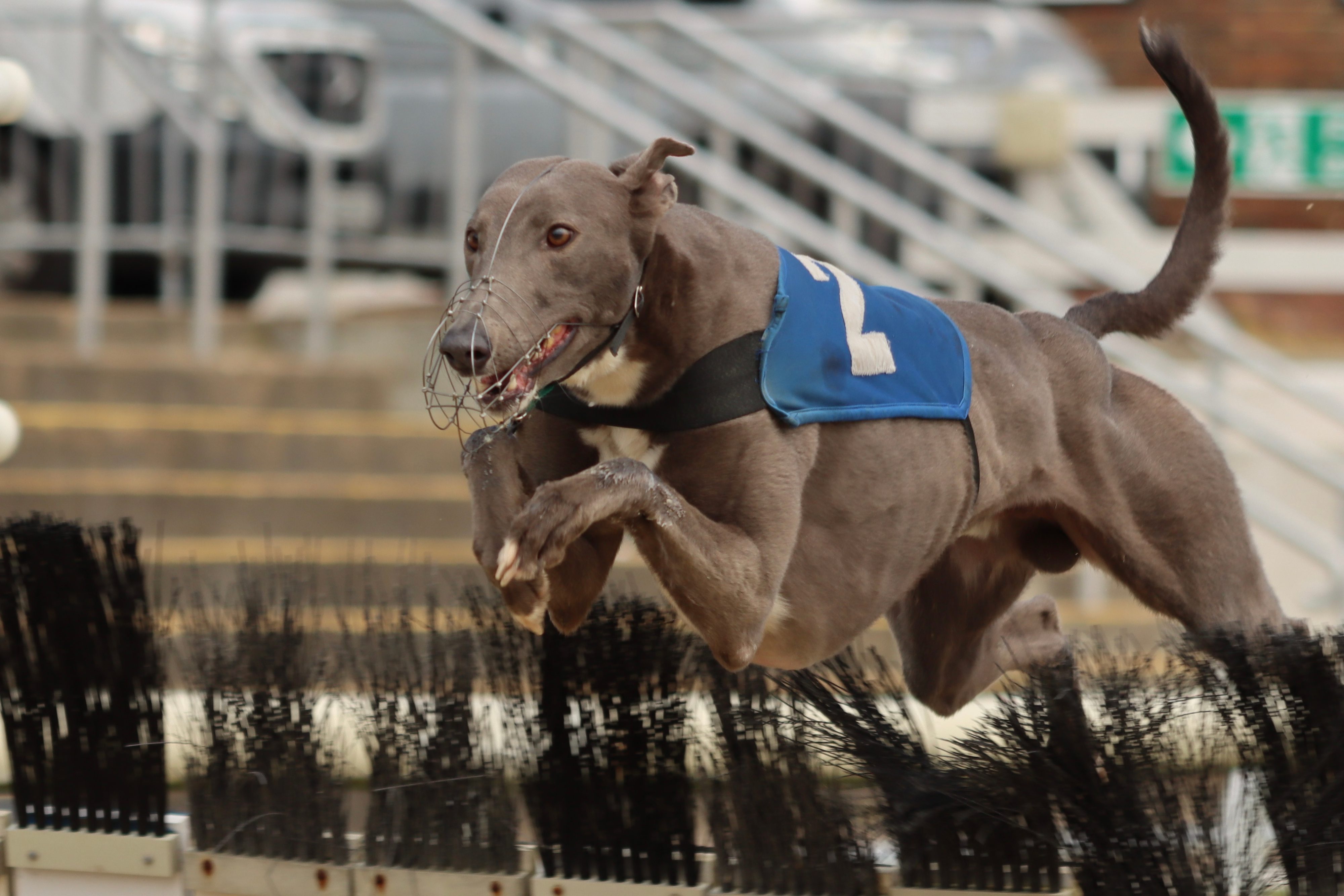 greyhound jumping hurdle