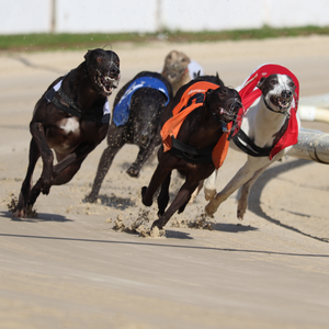 Brighton & Hove Brighton Hove Race Tickets Sunday 2nd November 2025