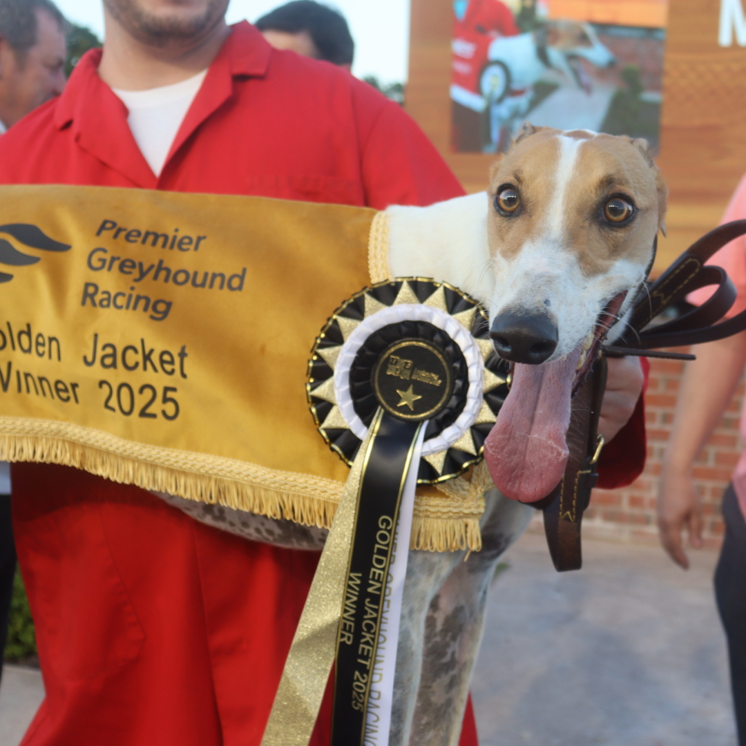 2025 Premier Greyhound Racing Golden Jacket Champion - Mongys Wild