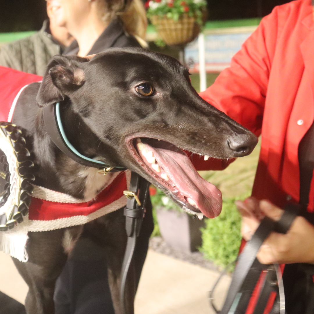 2025 Ladbrokes Gold Cup Champion - Headford Dane