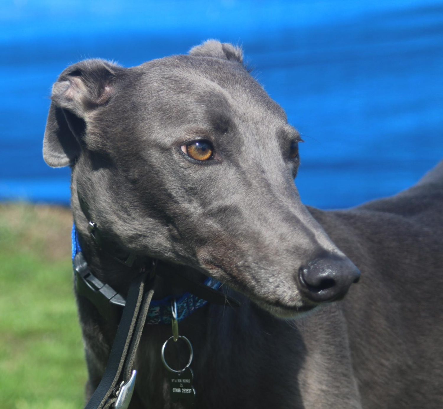 Ross (Ravenswell Aero)