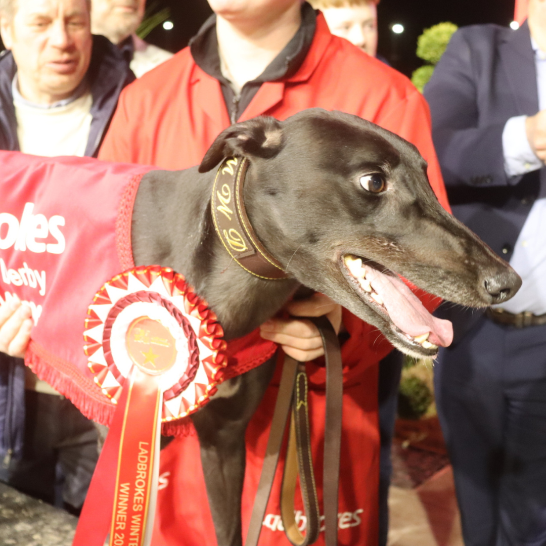 2025 Ladbrokes Winter Derby Champion - Proper Heiress