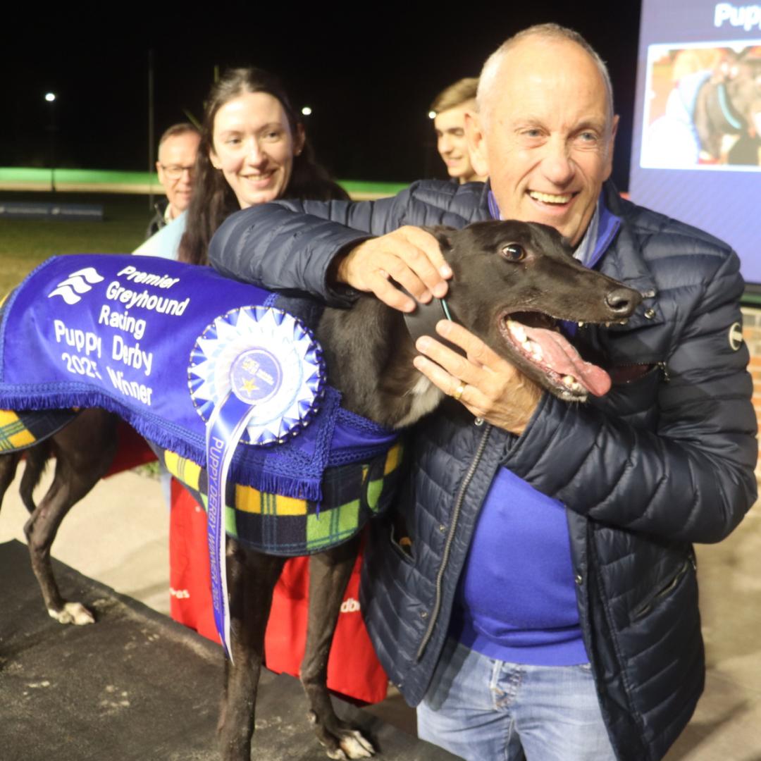 2025 Premier Greyhound Racing Puppy Derby Champion - Headford Dane